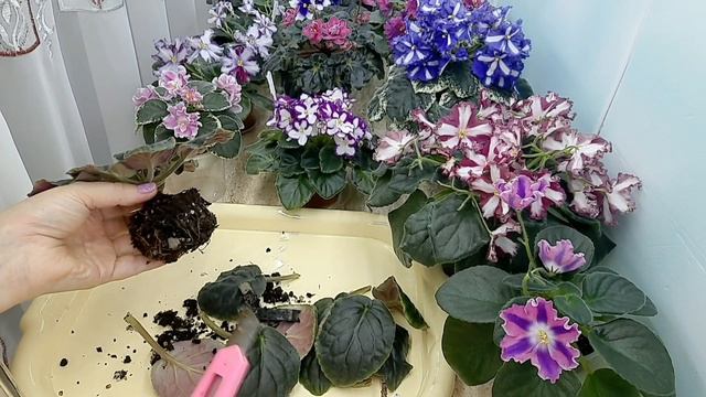 Пересадка фиалок по потребности растения! смотреть онлайн