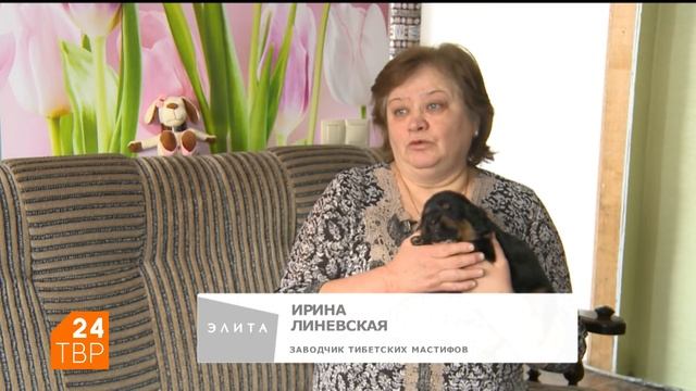 Гигант, который тонко чувствует – тибетский мастиф смотреть онлайн