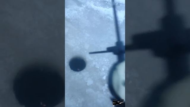 Море Лаптевых, часть 2. смотреть онлайн