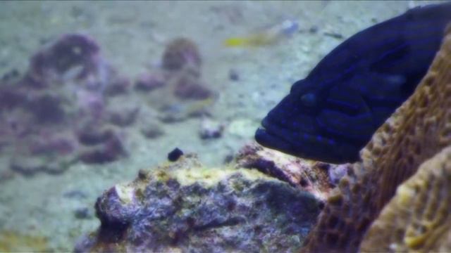 FILMCO: Underwater Shooting Tips #02 Negative Space смотреть онлайн