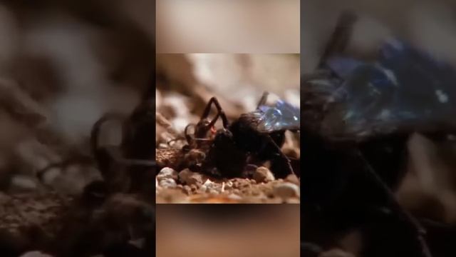 Личинка которая превращает паука в зомби. Оса-наездник смотреть онлайн