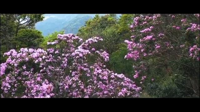 The Fifth Rhododendron moulmainense Flower Festival of Wutong Mountain,Shenzhen,2020 смотреть онлайн