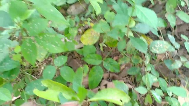 Hunting Snails | Berburu Bekicot Lucu-Lucu Bikin Gemes Gregetan..! смотреть онлайн