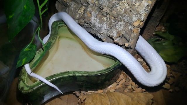 Очень глупая змея. Скай, техасский полоз. Обсолета леуцист. смотреть онлайн