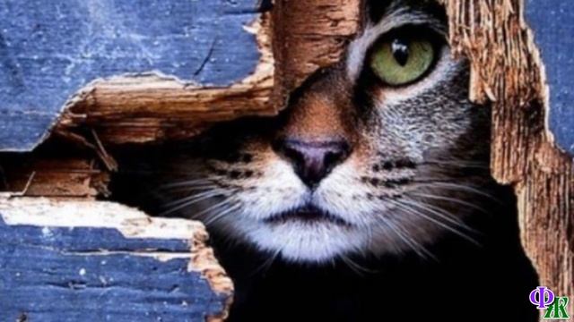 Кошачий переговорщик. Ох, и горластый КОТЁНОК достался семье Филимоновых! смотреть онлайн