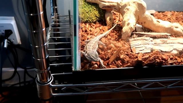 1000 Crickets VS Baby Bearded Dragon! *FEEDING FRENZY* смотреть онлайн