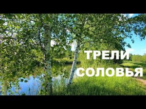 ТРЕЛИ СОЛОВЬЯ.СОЛОВЕЙ, ЗВУКИ ПРИРОДЫ, ПЕНИЕ ПТИЦ.РАССЛАБЛЯЮЩАЯ ЛЕТНЯЯ АТМОСФЕРА.