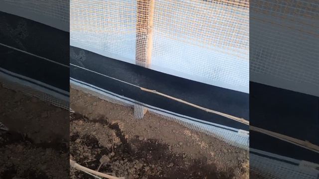 Виноград в Приморском Крае! Цимус? в соцветиях на 2й год, подкормка по листу, теплица. 03.03.2023г смотреть онлайн