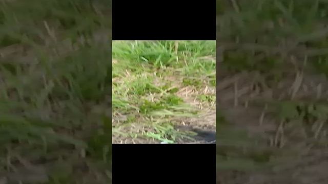 Карась пока не клюет #shorts смотреть онлайн