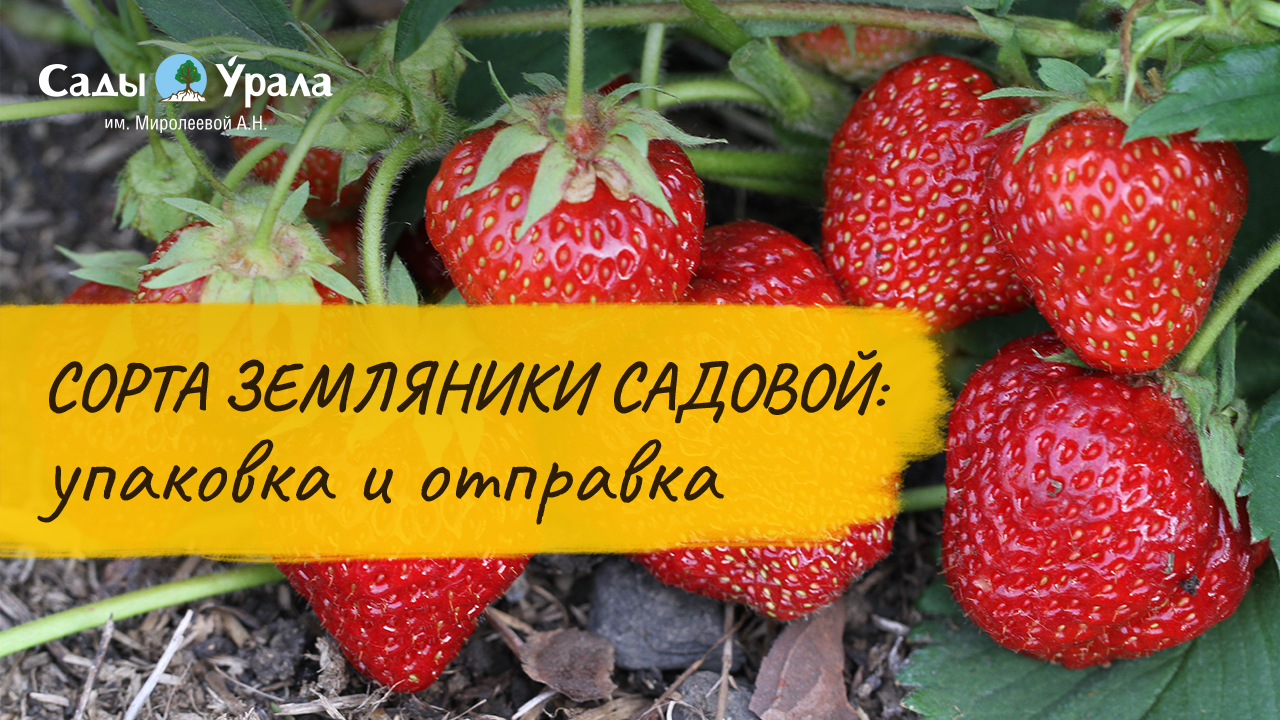 Сорта земляники садовой: обзор каталога смотреть онлайн