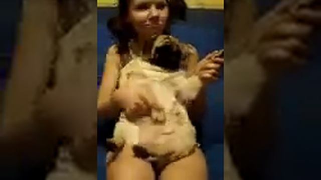 Наша мопсинка Софочка танцует Челябинск смотреть онлайн