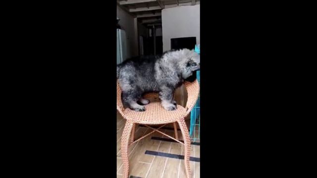 The Caucasian Shepherd Dog: RUSSIAN BEAR DOG, Caucasian Ovcarka. Кавказская овчарка. Russian Breeds смотреть онлайн