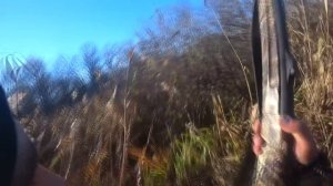 охота на кабана 2021.секач в общедоступных угодьях