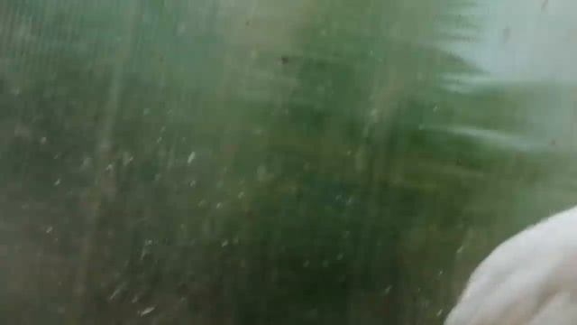 Как отличить курочку от петушка в 2,5 месяца. смотреть онлайн