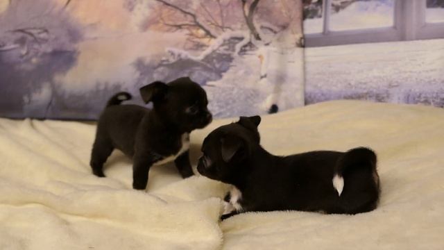 #купитьчихуахуа Афродита и Адель #шоколадные девчонки Др 28.12.22 #chihuahualove +7 921 595 08 48 смотреть онлайн
