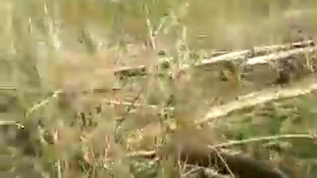 Leshiy 2015 present... 1 смотреть онлайн