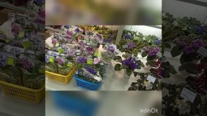 Выставка цветов в Доме Фиалки г. Екатеринбург