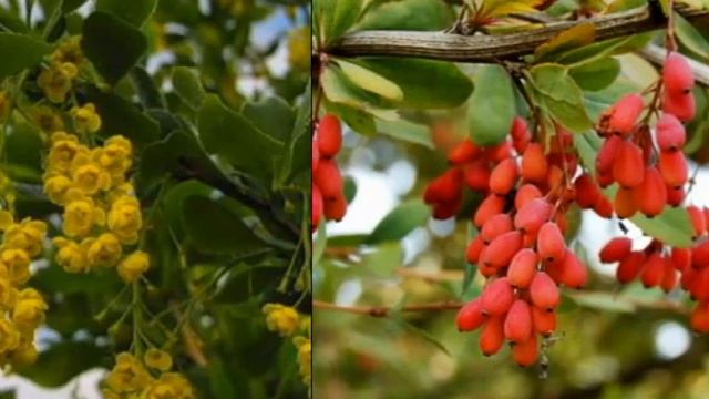 Irina Bovsunovskaya 1гр. смотреть онлайн