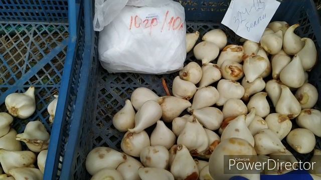 ВЫРАЩИВАНИЕ ТЮЛЬПАНОВ НА8 МАРТА 2020ГОД. смотреть онлайн