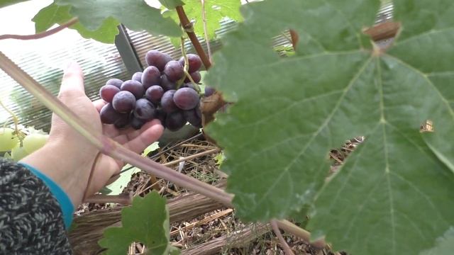 Самый вкусный виноград на нашем участке - Сенатор Павловского смотреть онлайн
