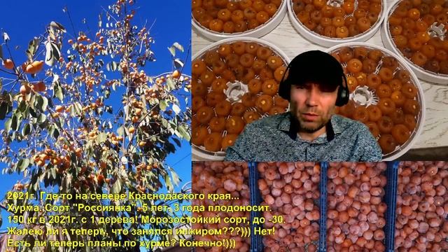 Хурма Россиянка. Морозостойкая хурма саженцы. Хурма сушеная. Хурма польза и вред. Хурма как растет.