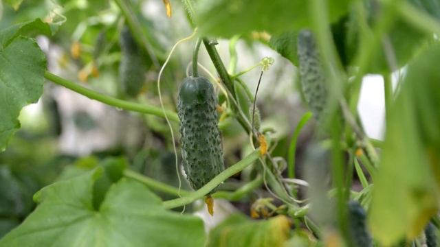 ПОЖЕЛТЕНИЕ ОГУРЦОВ СРАЗУ ИСЧЕЗНЕТ И НАЧНЁТСЯ БУРНОЕ ПЛОДОНОШЕНИЕ! САД ОГОРОД ПРО смотреть онлайн