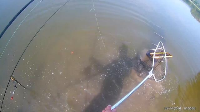 02 09 2019 Ловля белого амура осенью на кукурузу и бойлы 010 смотреть онлайн