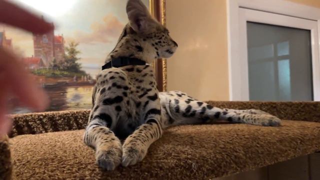 Сервал Верса мурчит ❤️ savannah cat serval cat смотреть онлайн