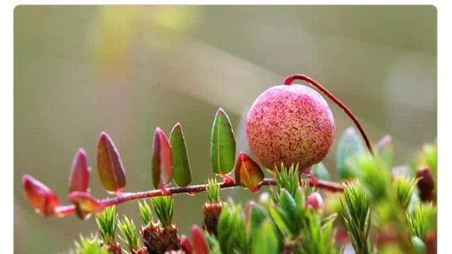 Клюква болотная ( Vaccinium oxycoccos ) смотреть онлайн