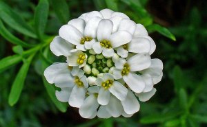 Иберис (Iberis) РЕЛАКС АРТ-ТЕРАПИЯ ИМПРОВИЗАЦИЯ композитор Виктор Анохин #instrumentalmusic #flowers