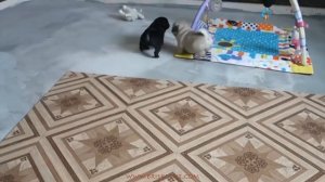 Мопс: описание породы за 3 минуты