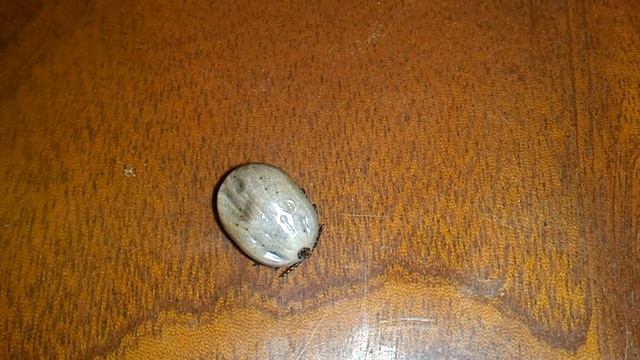 Пушистые Приключения