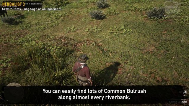 Red Dead Redemption 2 Herbalist Challenge #3 Guide - Craft 7 items using Sage as an ingredient смотреть онлайн