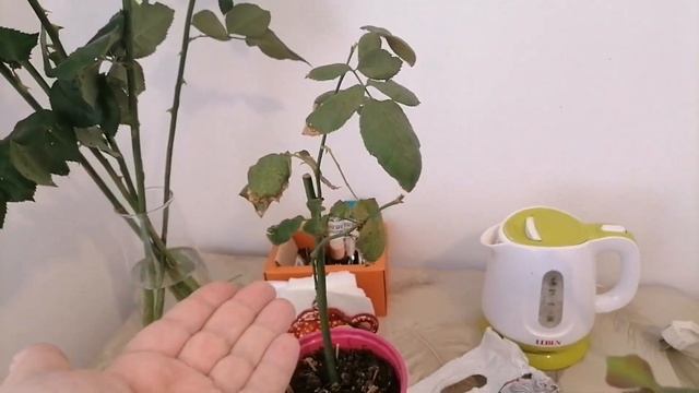 Пересаживаю розы. (Я ничего не понимаю в цветоводстве, советам буду благодарна) смотреть онлайн