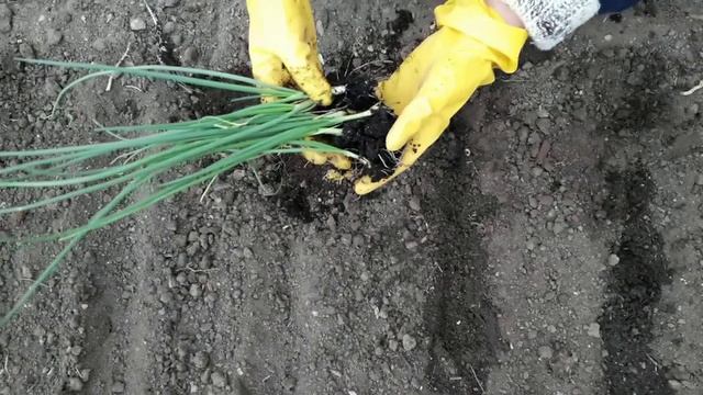 Как посадить лук эксибишен в открытый грунт смотреть онлайн