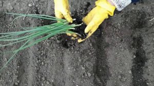 Как посадить лук эксибишен в открытый грунт