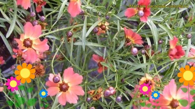 Кореопсис мутовчатый Маленькая Пенни. Краткий обзор, описание Coreopsis Verticillata Little Penny