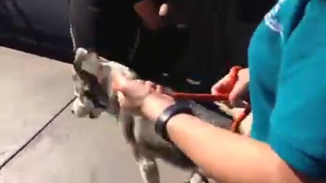 Urgent rescue needed now!! Husky A1372291 смотреть онлайн