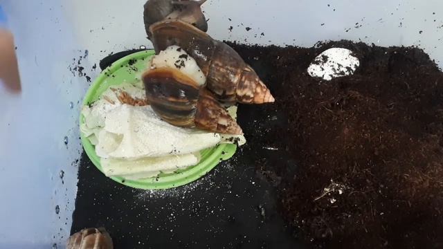 Что должно быть у улиток ахатин террариуме? смотреть онлайн