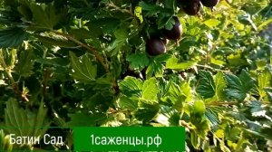 Крыжовник Черная Капля.