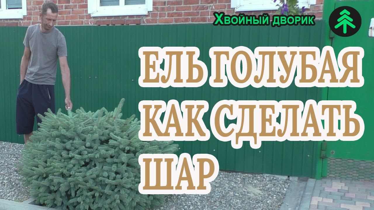 Верхний побег у ели голубой не пошел в рост. Что делать?Делаем её шаровидной! смотреть онлайн