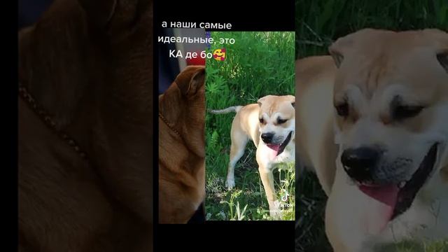 питомник КА де бо, Спб, "ЭЛКАДЕ ПЕРО" смотреть онлайн