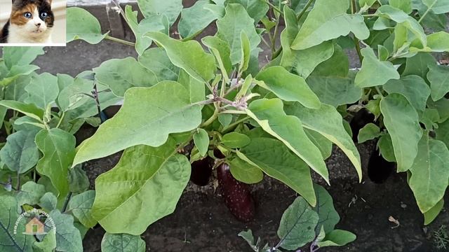 Лучший сорт баклажан Северный Индиго описание и отзыв смотреть онлайн