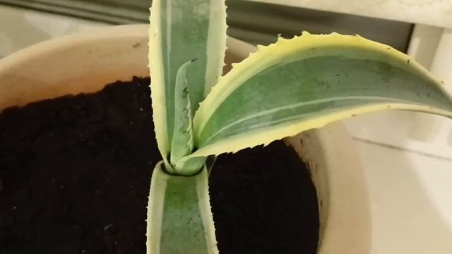 Необычные растения АГАВА на Урале смотреть онлайн