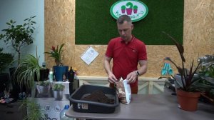 Филодендрон, пересадка и уход в домашних условиях