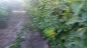 ежевика сорт Фридом. Срезать под корень или нет!