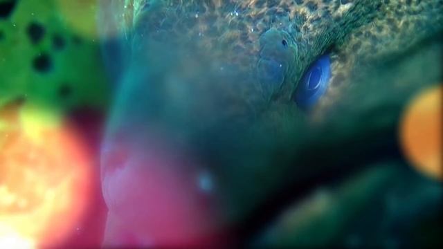 Мурены - прожорливые хищники морей! Мурена против акулы и осьминога! Интересные факты! смотреть онлайн