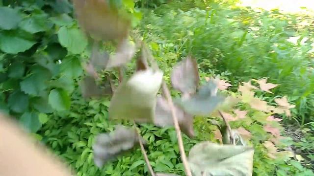 ФУНДУК.Прививки фундука разных сортов на лещину. смотреть онлайн