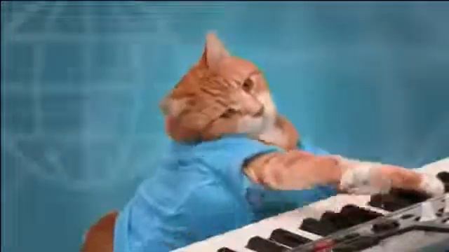 Кот играет на пианино!ржака для видео смотреть онлайн