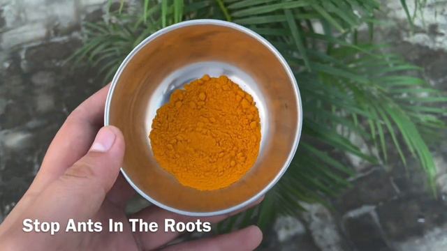 Areca Palm घना होगा जंगल जैसा सिर्फ़ करें ये 3 काम ||Areca Palm Care in Winter || Stop Ants In Soil смотреть онлайн